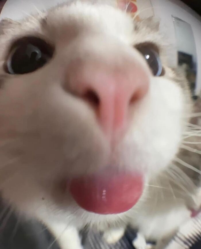 Wait, These Cats Totally Lost It Without Any Clue!