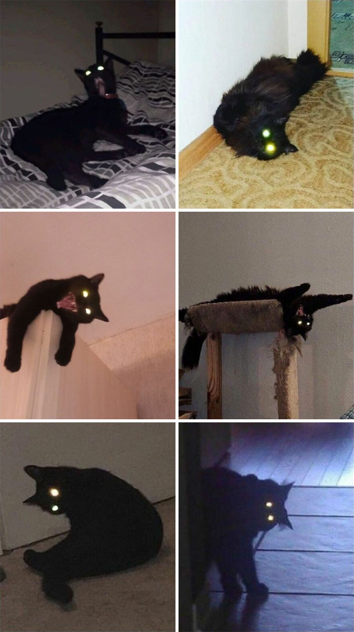 Wait, These Cats Totally Lost It Without Any Clue!