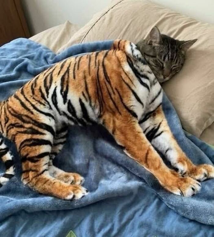 Wait, These Cats Totally Lost It Without Any Clue!