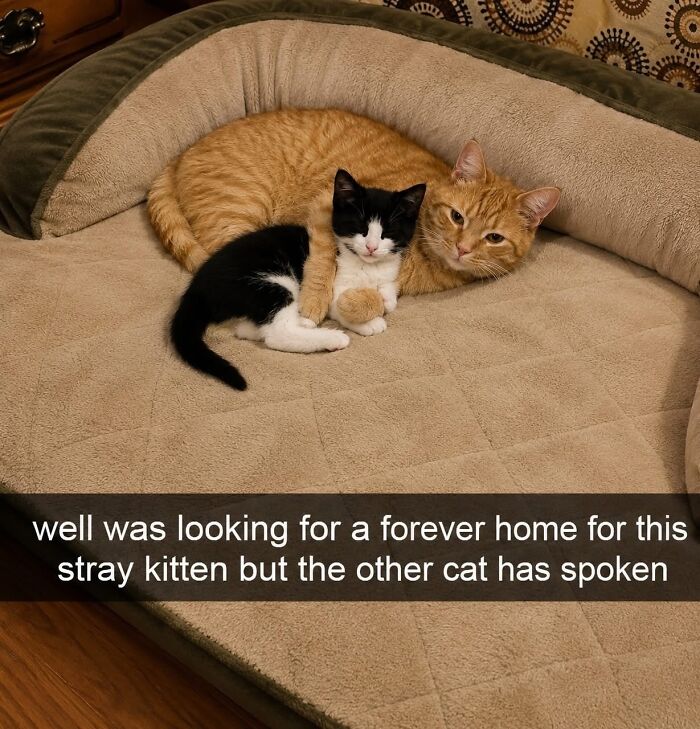 Wait, These Cats Totally Lost It Without Any Clue!