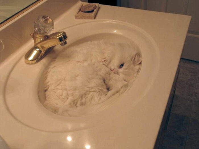Wait, These Cats Totally Lost It Without Any Clue!