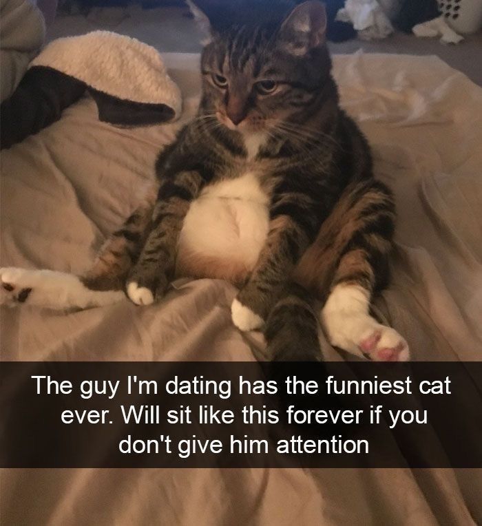 Wait, These Cats Totally Lost It Without Any Clue!