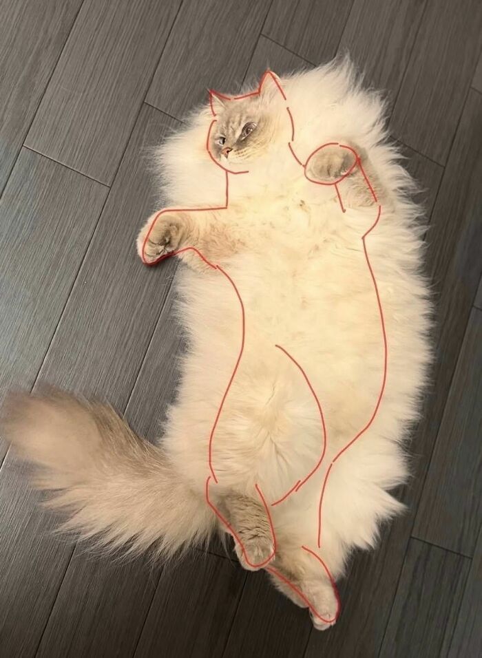 Wait, These Cats Totally Lost It Without Any Clue!