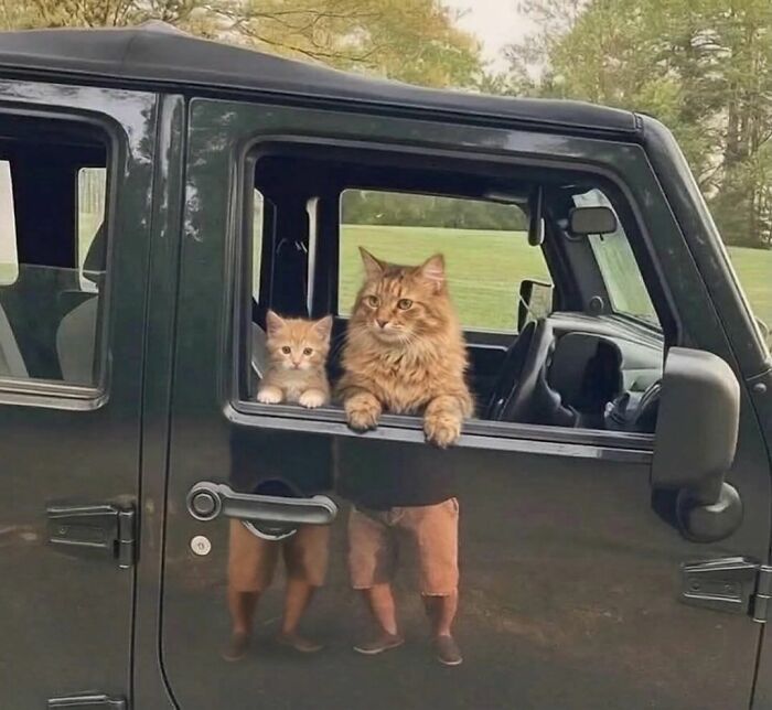 Wait, These Cats Totally Lost It Without Any Clue!