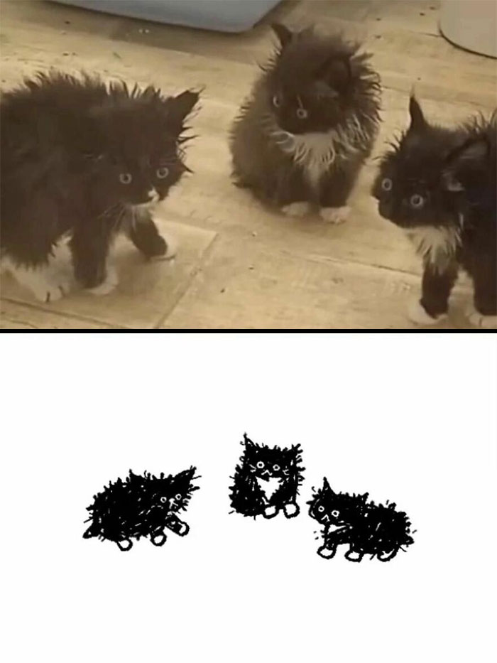Wait, These Cats Totally Lost It Without Any Clue!