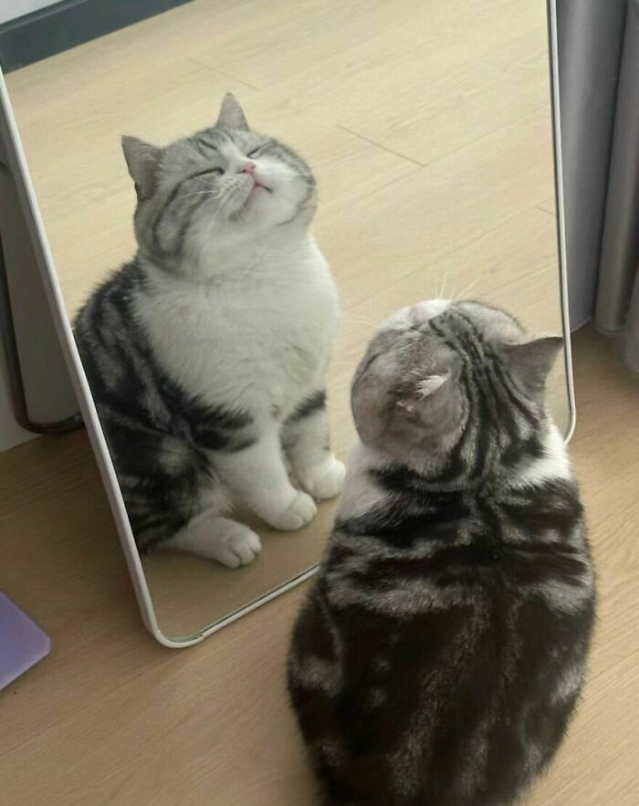 Wait, These Cats Totally Lost It Without Any Clue!