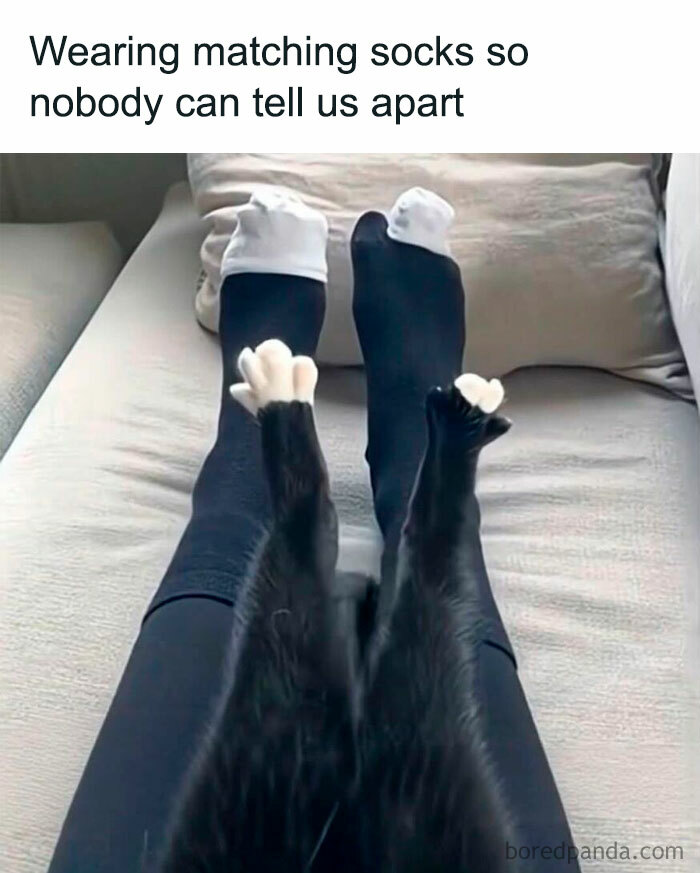 Wait, These Cats Totally Lost It Without Any Clue!
