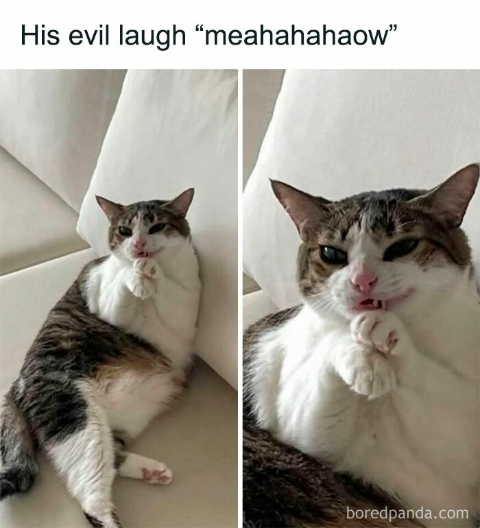 Wait, These Cats Totally Lost It Without Any Clue!
