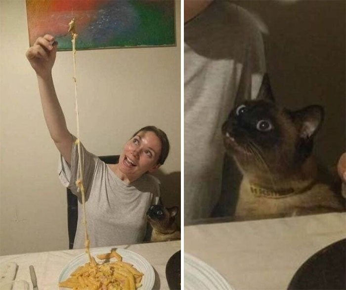 Wait, These Cats Totally Lost It Without Any Clue!