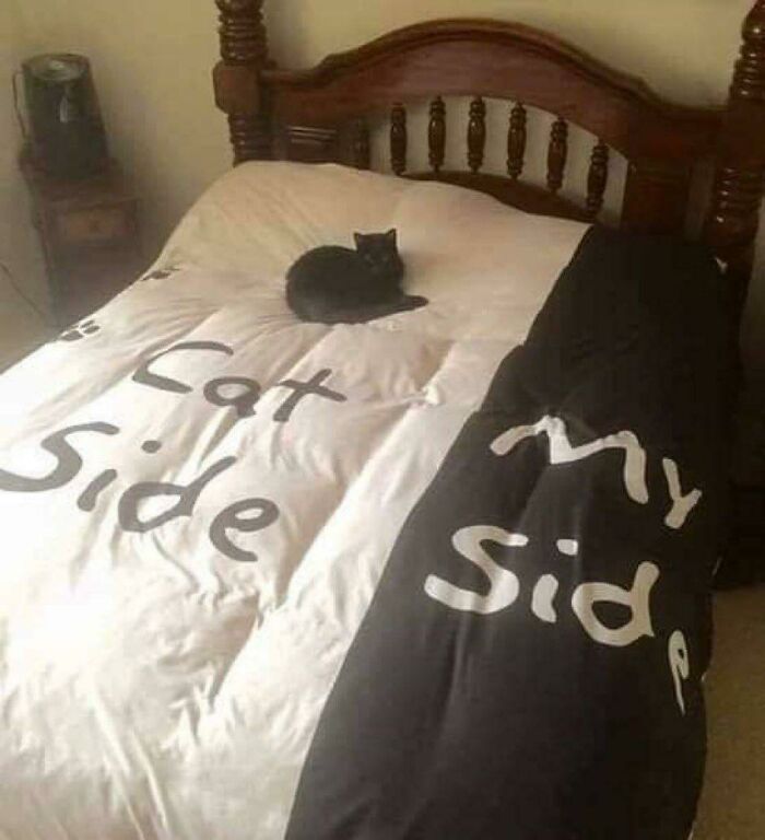 Wait, These Cats Totally Lost It Without Any Clue!