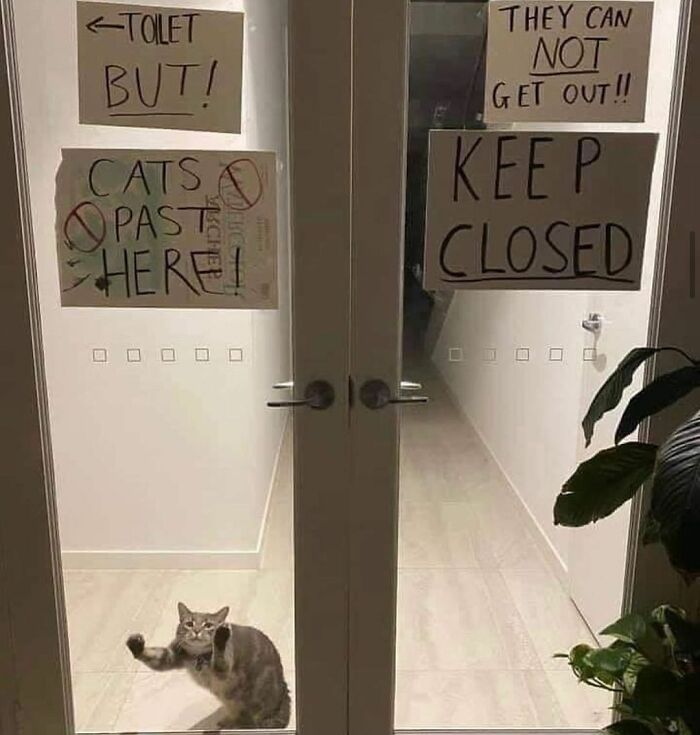 Wait, These Cats Totally Lost It Without Any Clue!