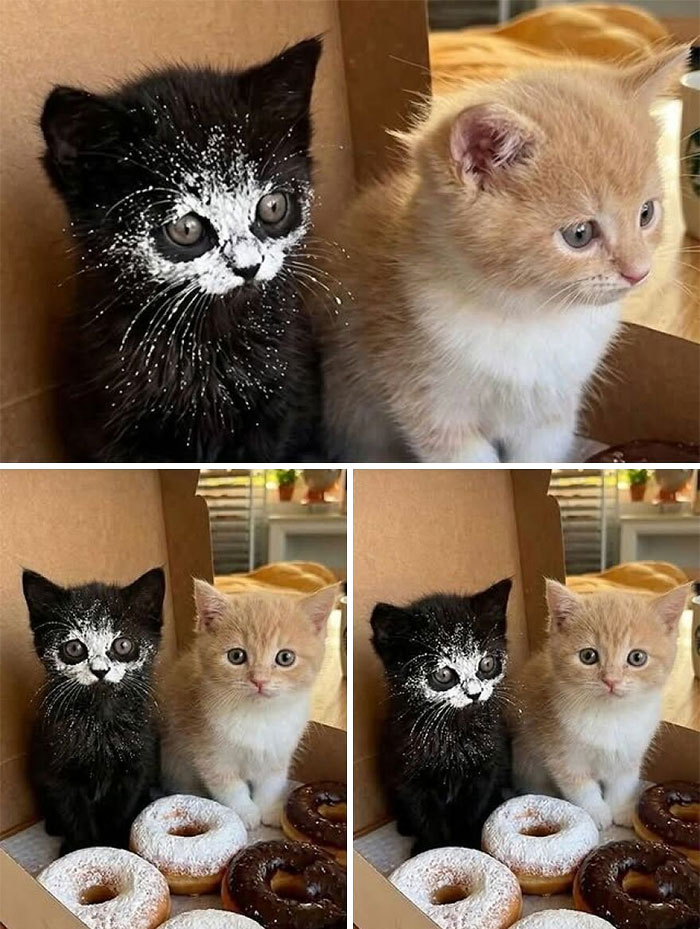 Wait, These Cats Totally Lost It Without Any Clue!