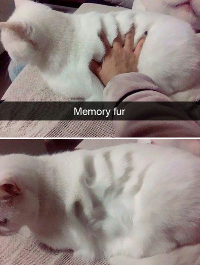 Wait, These Cats Totally Lost It Without Any Clue!