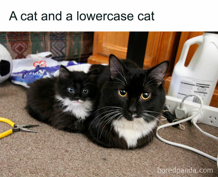 Wait, These Cats Totally Lost It Without Any Clue!