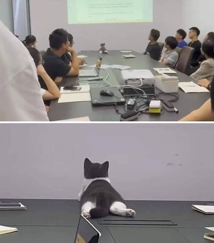 Wait, These Cats Totally Lost It Without Any Clue!