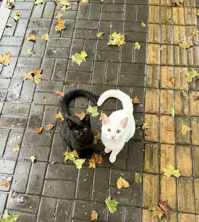 Wait, These Cats Totally Lost It Without Any Clue!