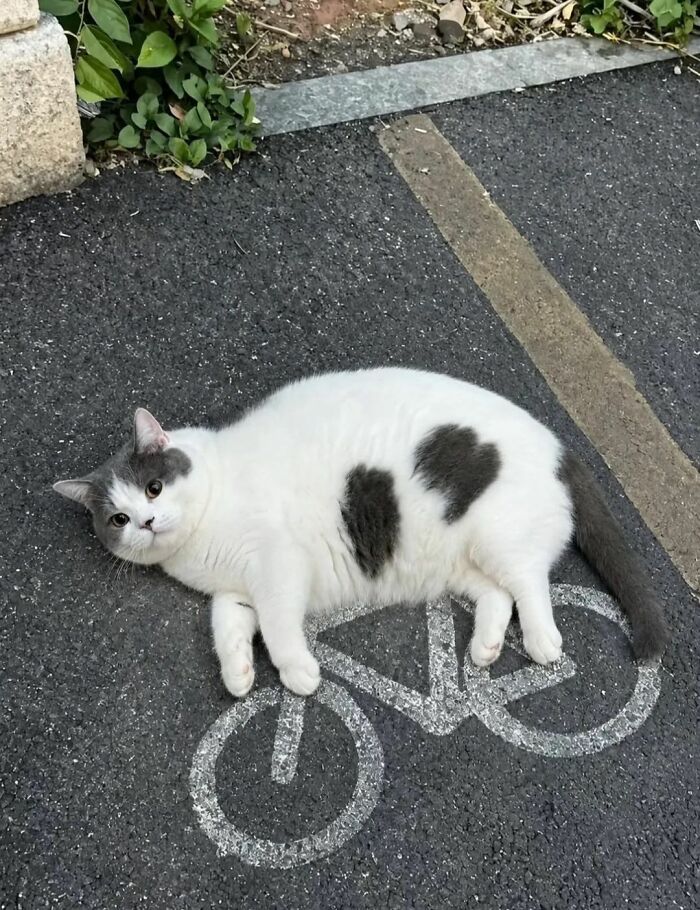 Wait, These Cats Totally Lost It Without Any Clue!