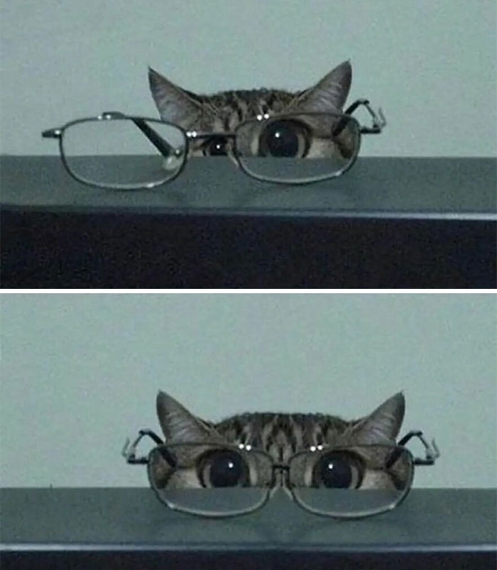Wait, These Cats Totally Lost It Without Any Clue!