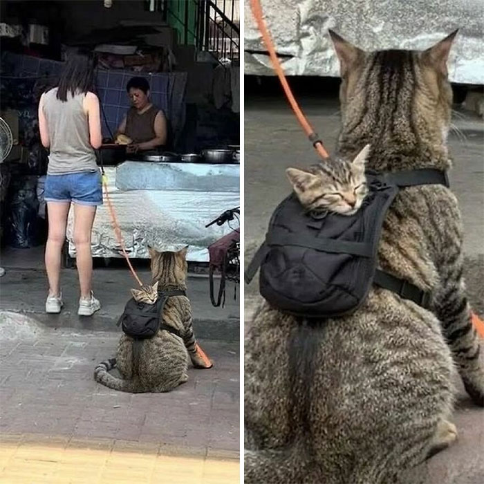 Wait, These Cats Totally Lost It Without Any Clue!