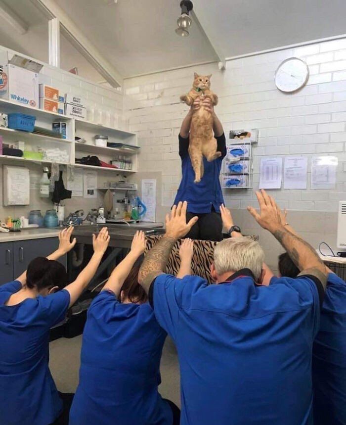 Wait, These Cats Totally Lost It Without Any Clue!
