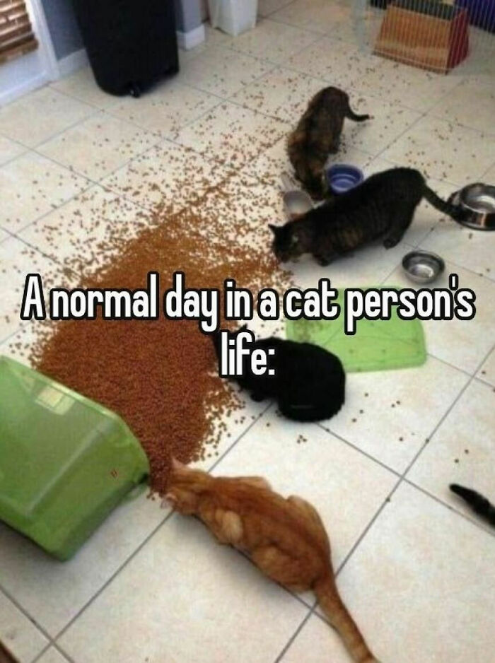 Wait, These Cats Totally Lost It Without Any Clue!