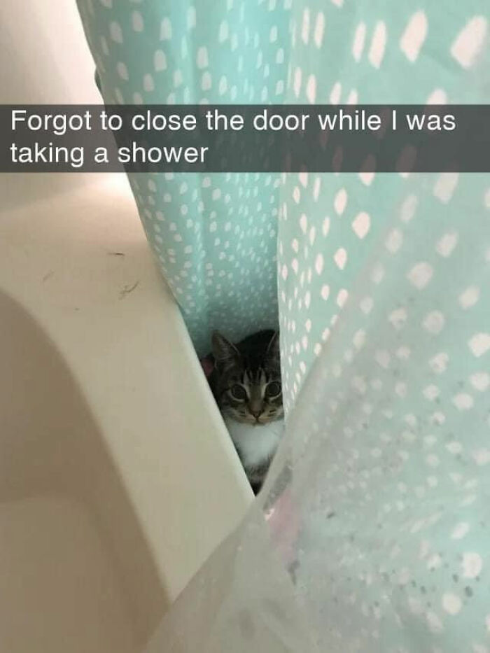 Wait, These Cats Totally Lost It Without Any Clue!