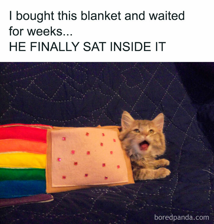 Wait, These Cats Totally Lost It Without Any Clue!