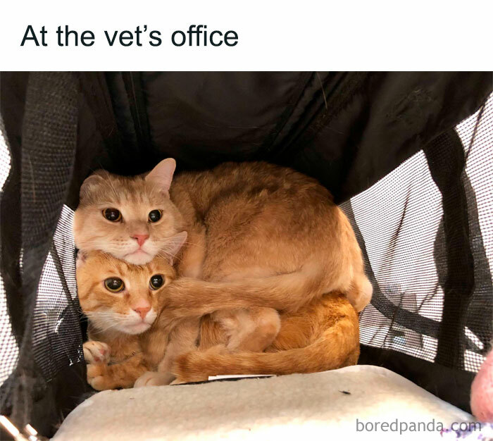 Wait, These Cats Totally Lost It Without Any Clue!