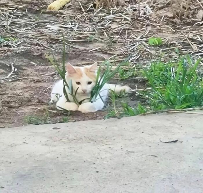 Wait, These Cats Totally Lost It Without Any Clue!