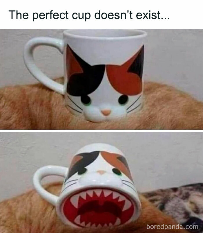 Wait, These Cats Totally Lost It Without Any Clue!