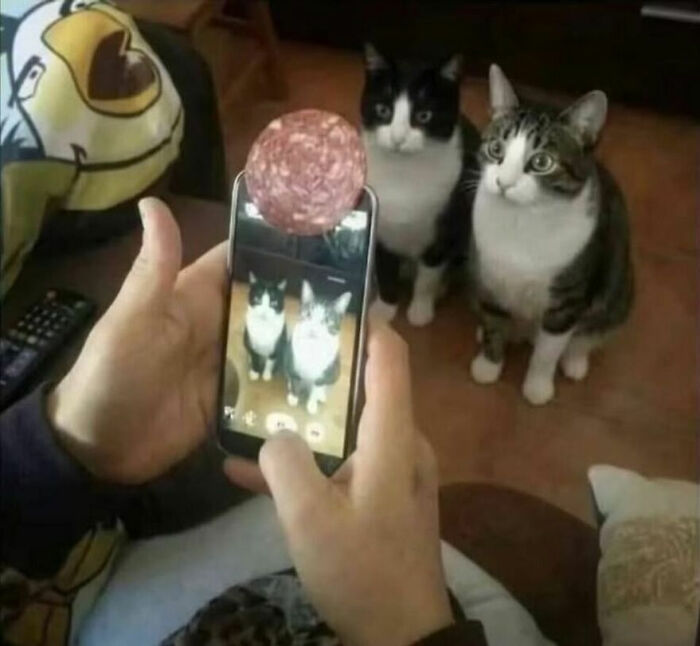 Wait, These Cats Totally Lost It Without Any Clue!
