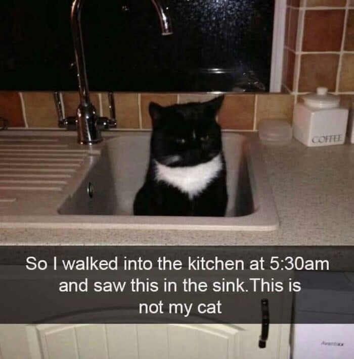 Wait, These Cats Totally Lost It Without Any Clue!