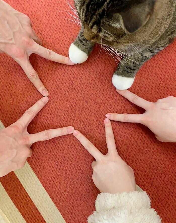 Wait, These Cats Totally Lost It Without Any Clue!