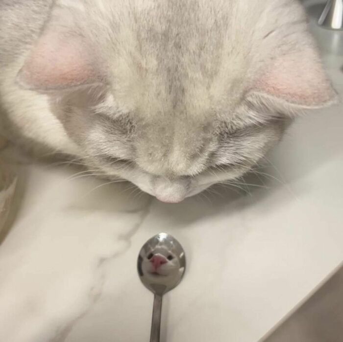 Wait, These Cats Totally Lost It Without Any Clue!