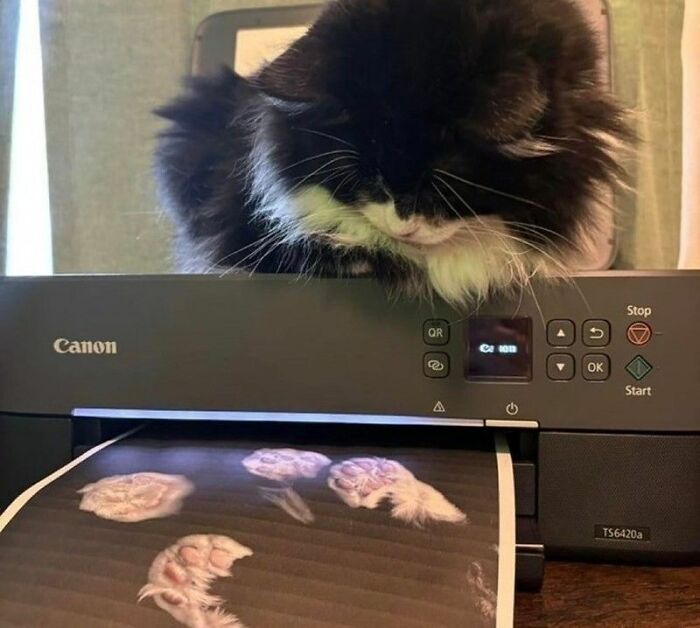 Wait, These Cats Totally Lost It Without Any Clue!