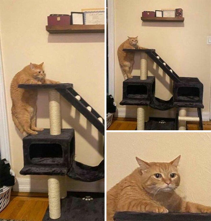 Wait, These Cats Totally Lost It Without Any Clue!