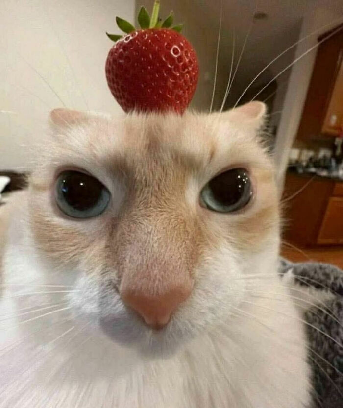 Wait, These Cats Totally Lost It Without Any Clue!