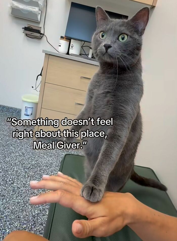 Wait, These Cats Totally Lost It Without Any Clue!