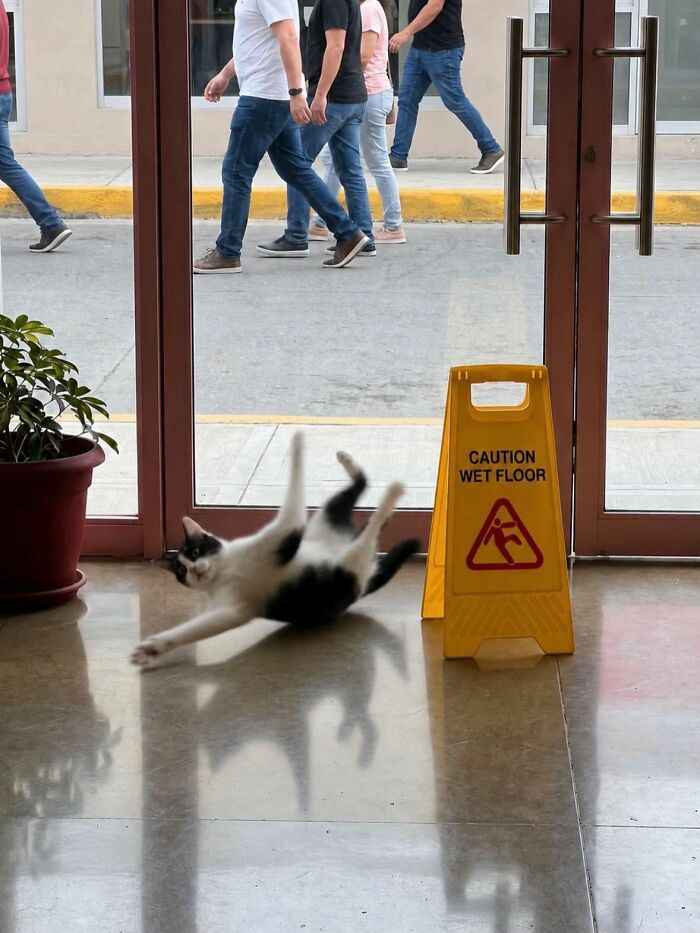 Wait, These Cats Totally Lost It Without Any Clue!