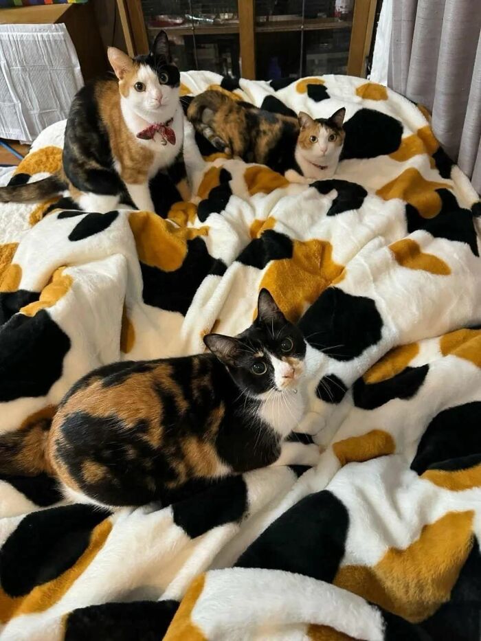 Wait, These Cats Totally Lost It Without Any Clue!