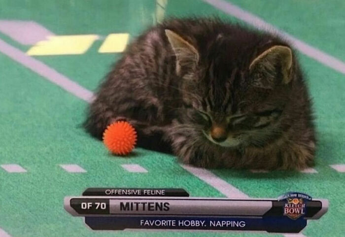 Wait, These Cats Totally Lost It Without Any Clue!