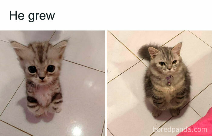 Wait, These Cats Totally Lost It Without Any Clue!