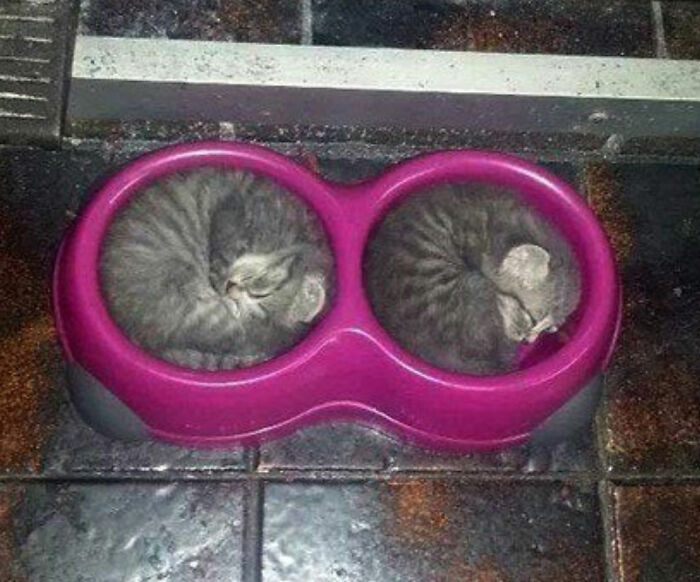 Wait, These Cats Totally Lost It Without Any Clue!