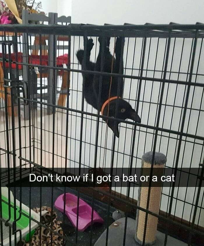Wait, These Cats Totally Lost It Without Any Clue!