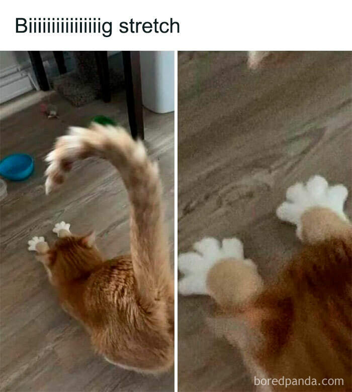 Wait, These Cats Totally Lost It Without Any Clue!