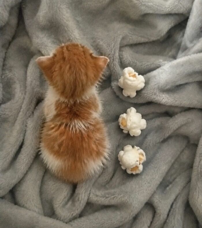 Wait, These Cats Totally Lost It Without Any Clue!