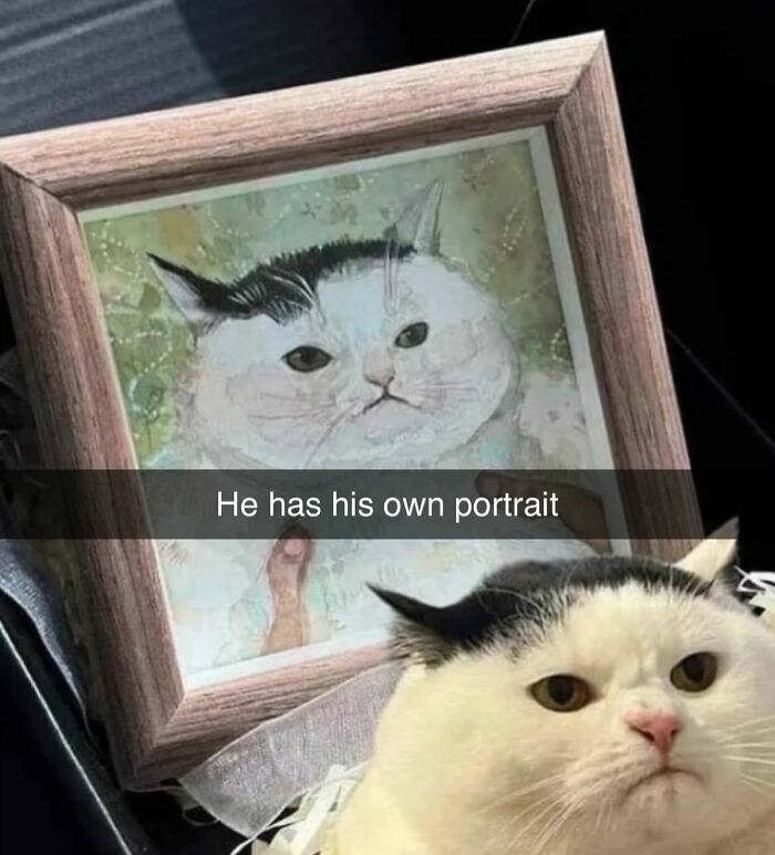 Wait, These Cats Totally Lost It Without Any Clue!