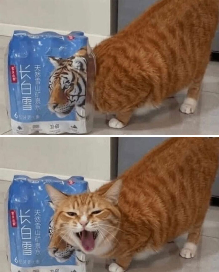 Wait, These Cats Totally Lost It Without Any Clue!