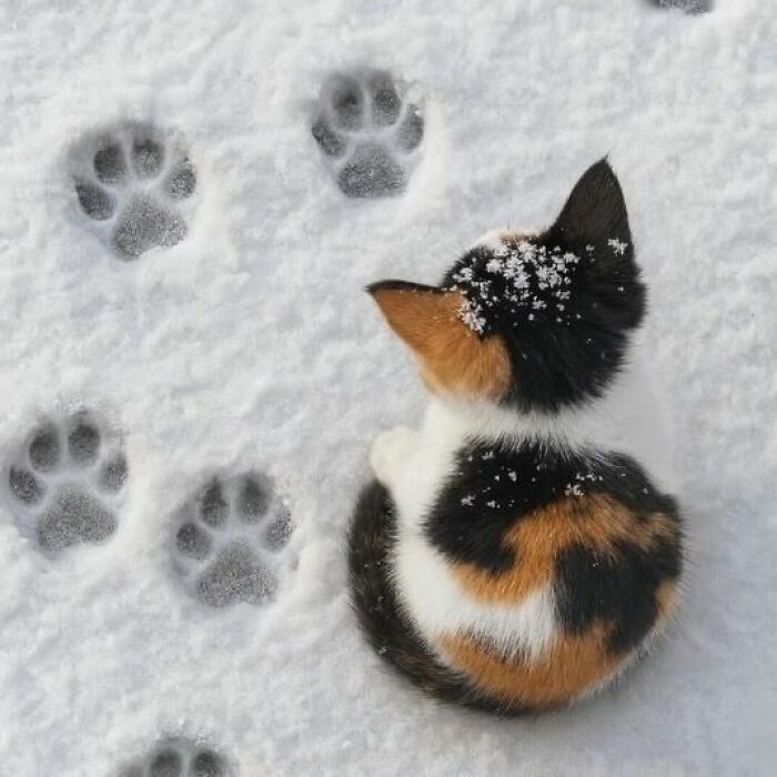 Wait, These Cats Totally Lost It Without Any Clue!