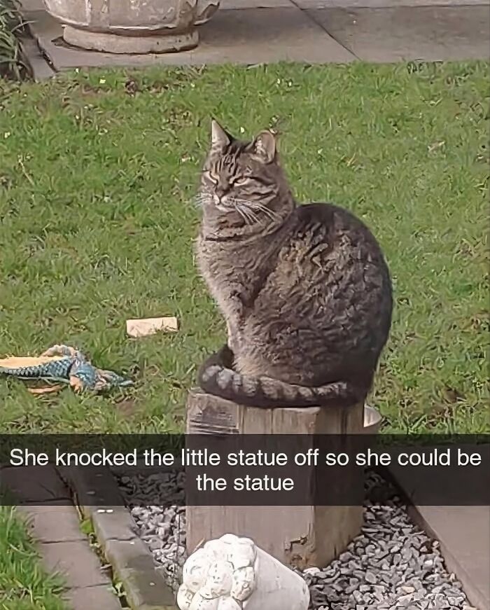 Wait, These Cats Totally Lost It Without Any Clue!